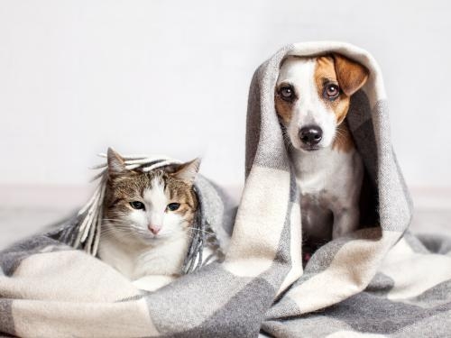 Pets in a divorce, division of cats & dogs